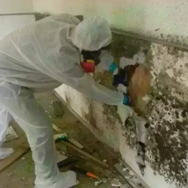 Mold Remediation and Removal in Charleston, SC